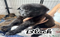 German Shepherd dogs for sale: German Shepherd Puppies  - Image 18