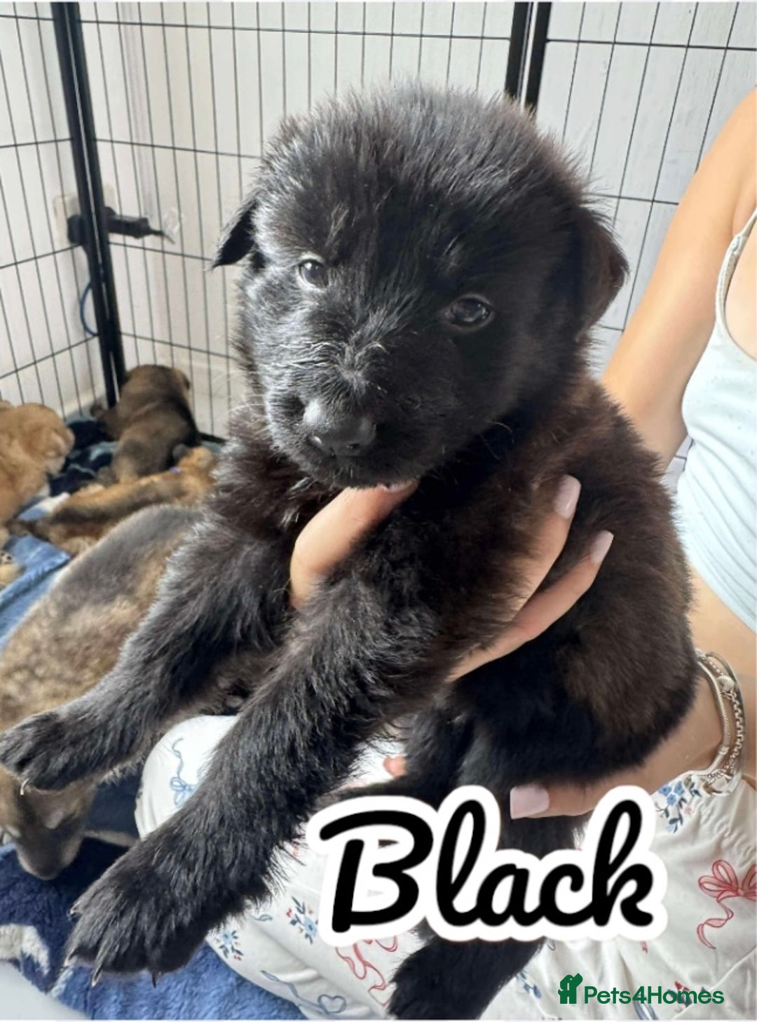 German Shepherd dogs for sale: German Shepherd Puppies  - Image 18