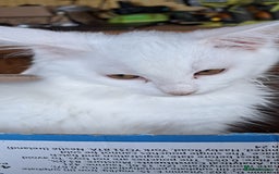 Norwegian Forest Cat cats for sale: Full Norwegian forest cat kittens - Image 24