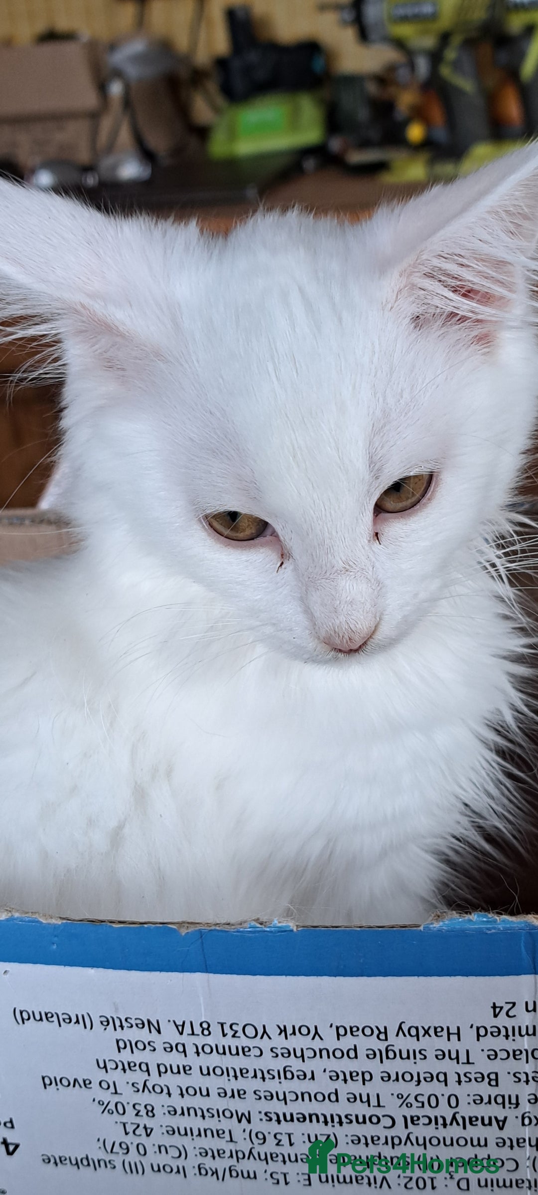 Norwegian Forest Cat cats for sale: Full Norwegian forest cat kittens - Image 24