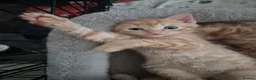 Mixed Breed cats for sale: Ginger Kittens  - Advert 6