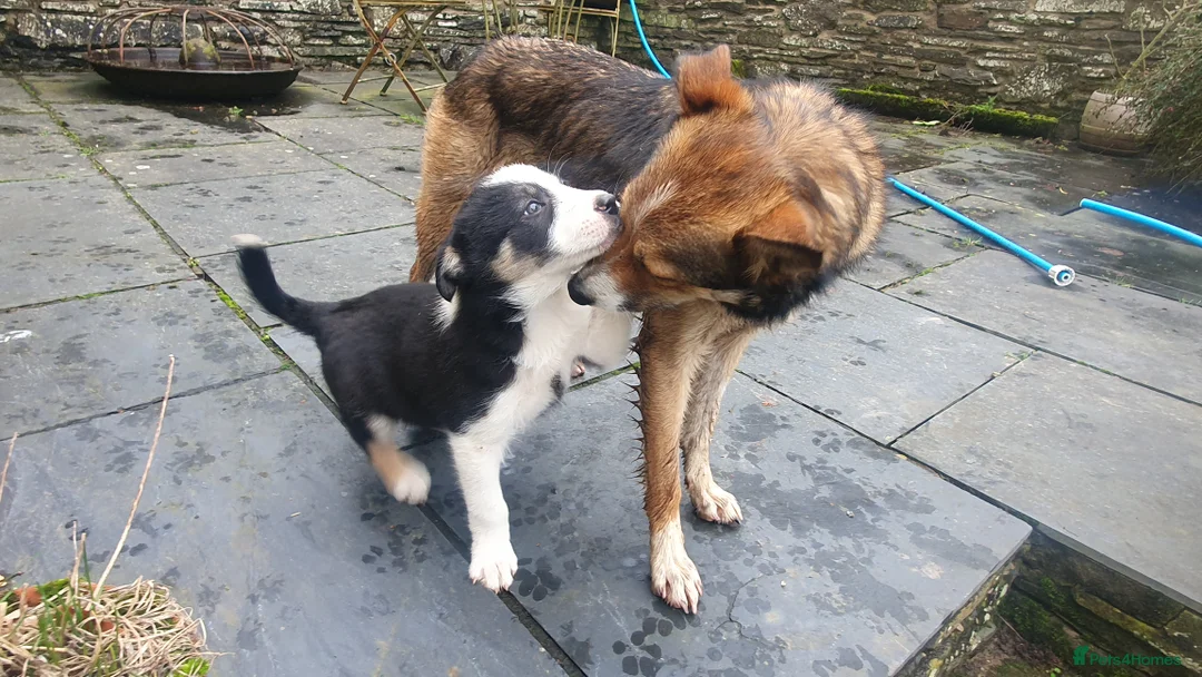 Border Collie dogs for sale: Gorgeous Border Collie Puppy - Advert 1