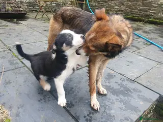 Border Collie dogs Gorgeous Border Collie Puppy - Advert 5