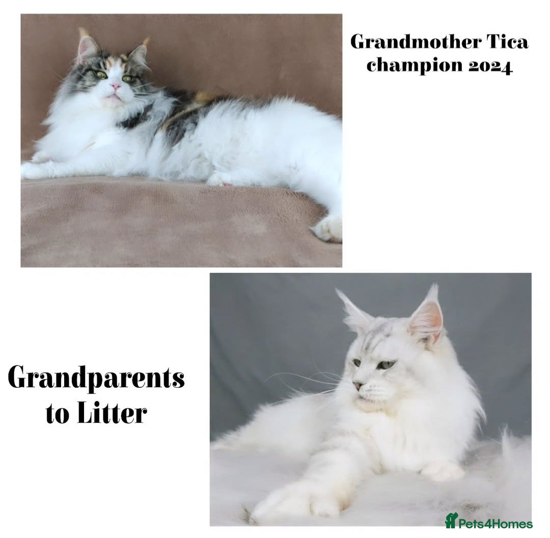 Maine Coon cats for sale: Stunning quality tica registered Mainecoon  - Image 15