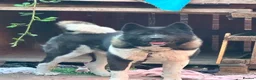 Japanese Akita Inu dogs for sale: Akita  - Advert 7