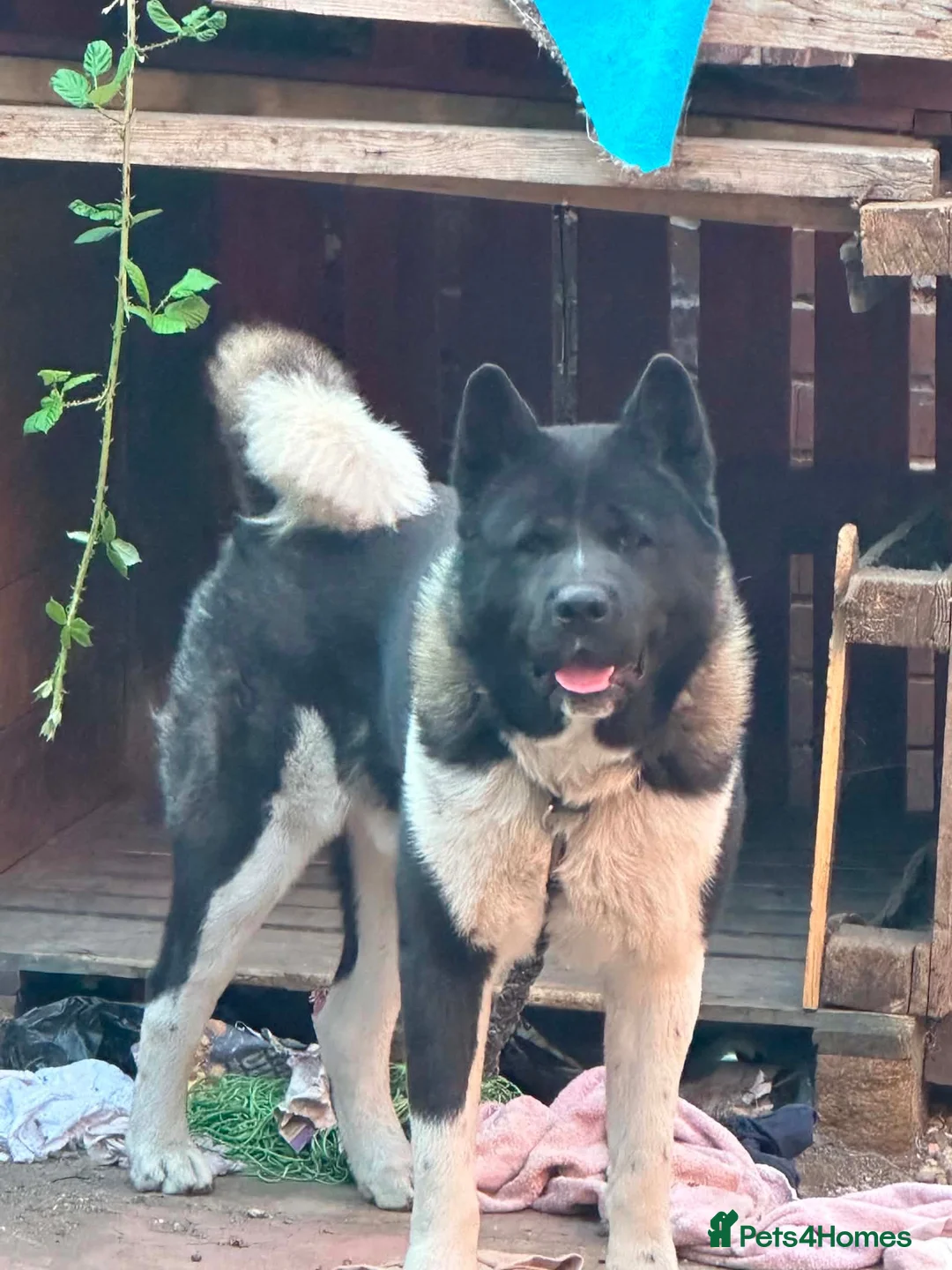 Japanese Akita Inu dogs for sale: Akita  - Advert 7