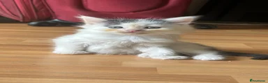 Long hair kittens 