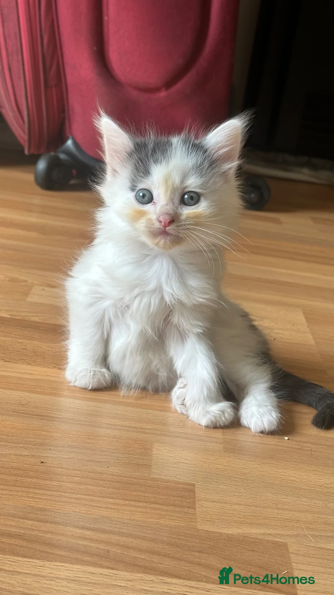 Ragdoll cats for sale: Mixed ragdoll kittens for sale ! - Advert 2