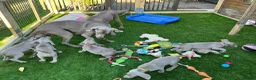 Weimaraner dogs for sale: Ready to go Weimaraner puppies KC registered - Advert 23