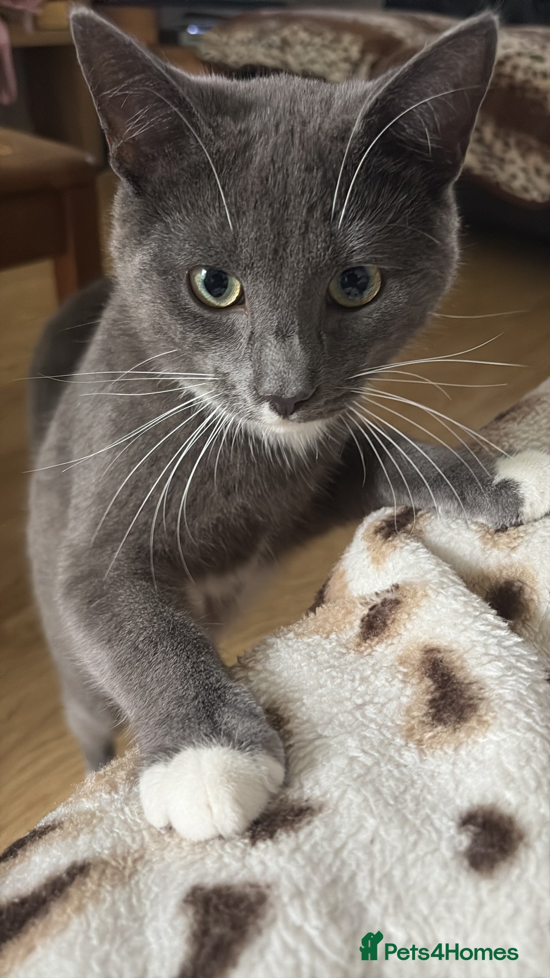 Mixed Breed cats for sale: Lovely Cat Cliff Needs Rehoming - Advert 2