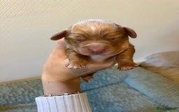 Cocker Spaniel dogs for sale: 🐶Cocker Spaniel Pups Looking for Forever Family🐶 - Image 20