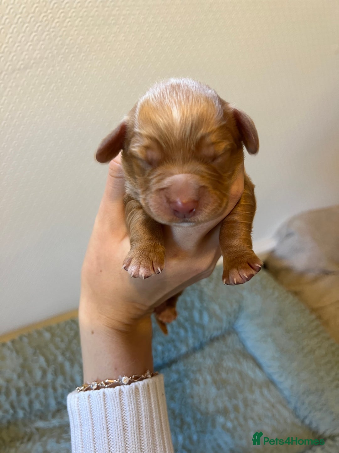 Cocker Spaniel dogs for sale: 🐶Cocker Spaniel Pups Looking for Forever Family🐶 - Image 20