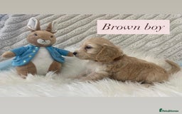 Cockapoo dogs for sale: Beautiful Cockapoo puppies🐶 - Image 15