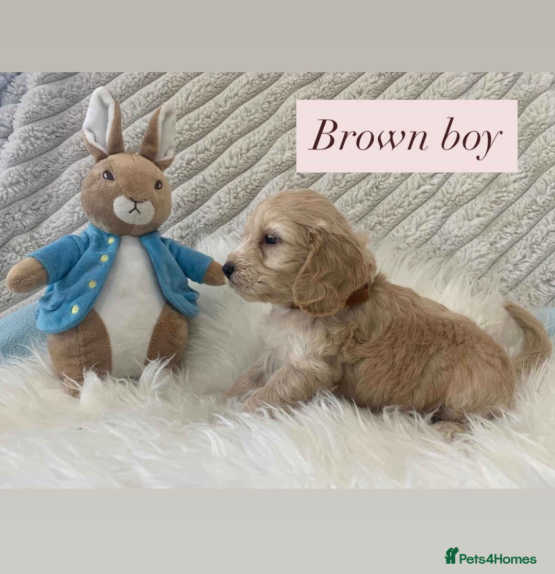 Cockapoo dogs for sale: Beautiful Cockapoo puppies🐶 - Image 15