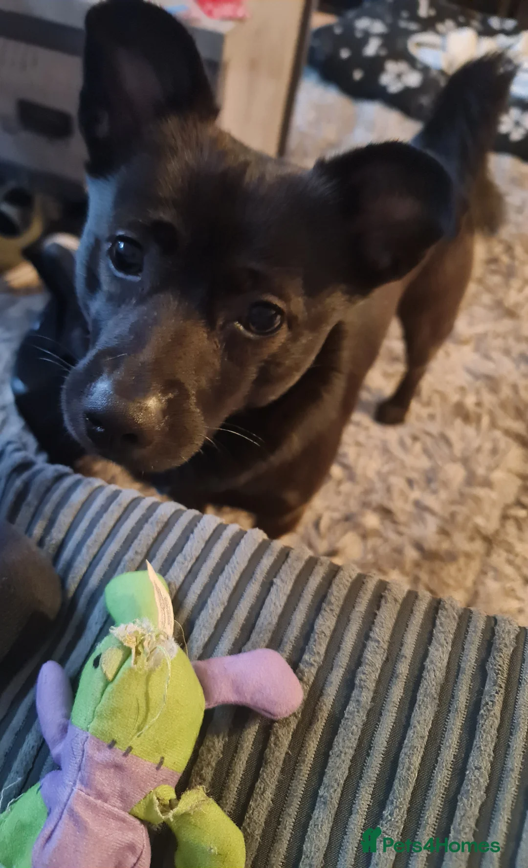 Mixed Breed dogs for sale: Jack  - Advert 1