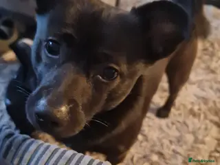 Mixed Breed dogs Jack - Advert 5