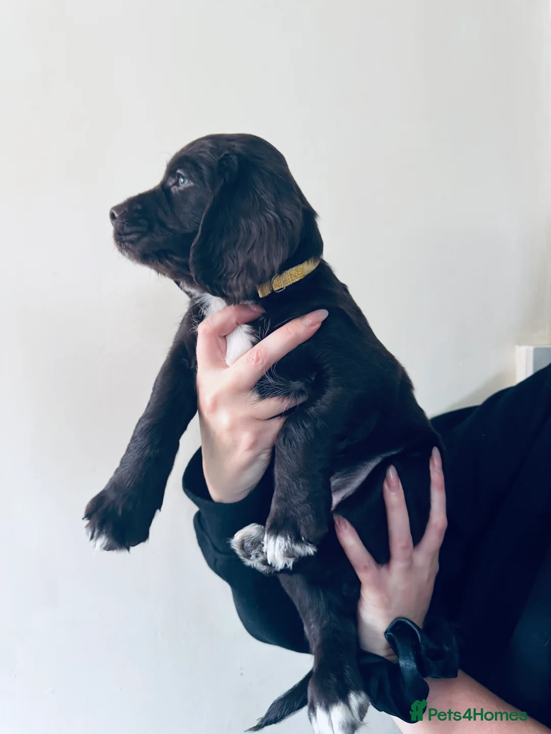 Sprocker dogs for sale: Sprocker boy  - Advert 3