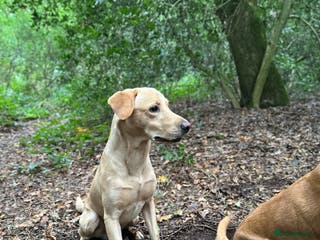 Labrador Retriever dogs Labrador in Cottingham - Advert 12