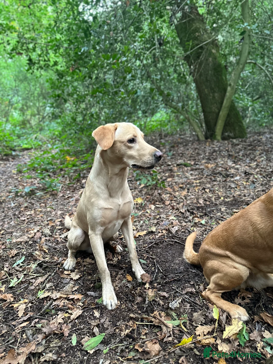 Labrador Retriever dogs for stud: Labrador in Cottingham - Advert 1