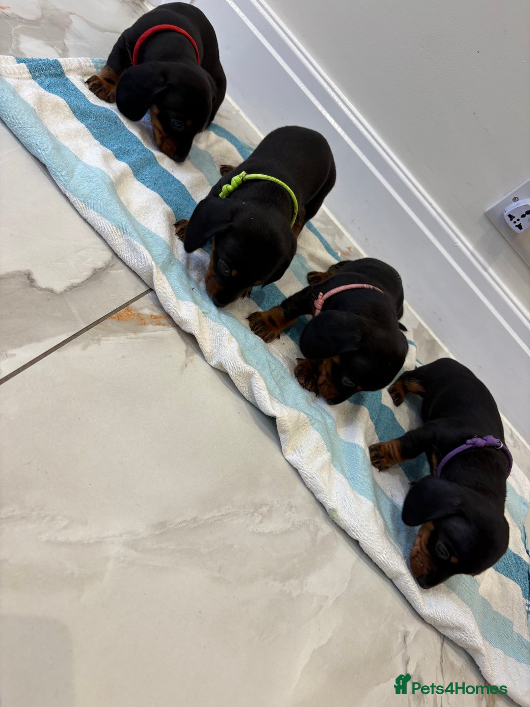 Miniature Dachshund dogs for sale: Gorgeous black and tan miniature dashhound puppies - Image 2