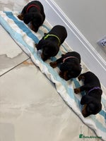 Miniature Dachshund dogs - Advert 15