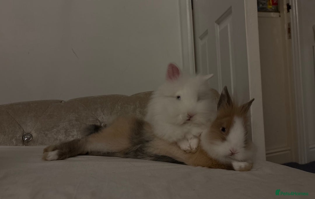 Lionhead rabbits for sale: friendly lionhead rabbits (includes everything)  - Advert 4
