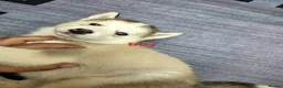 Siberian Husky dogs for sale: 4 boys siberian husky puppies available  - Advert 9