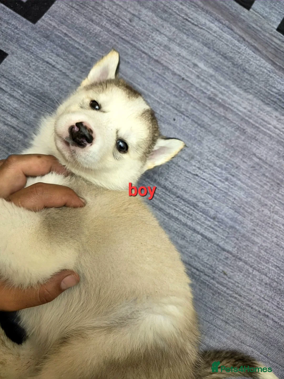 DUSTY HUSKY × CJ FLY NOT FOR SALE 7inch Siberian Husky Puppies for sale in Sheffield, South Yorkshire
