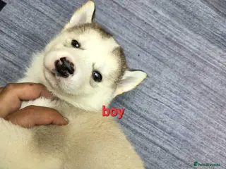 Siberian Husky dogs 3 boys siberian husky puppies available - Advert 1