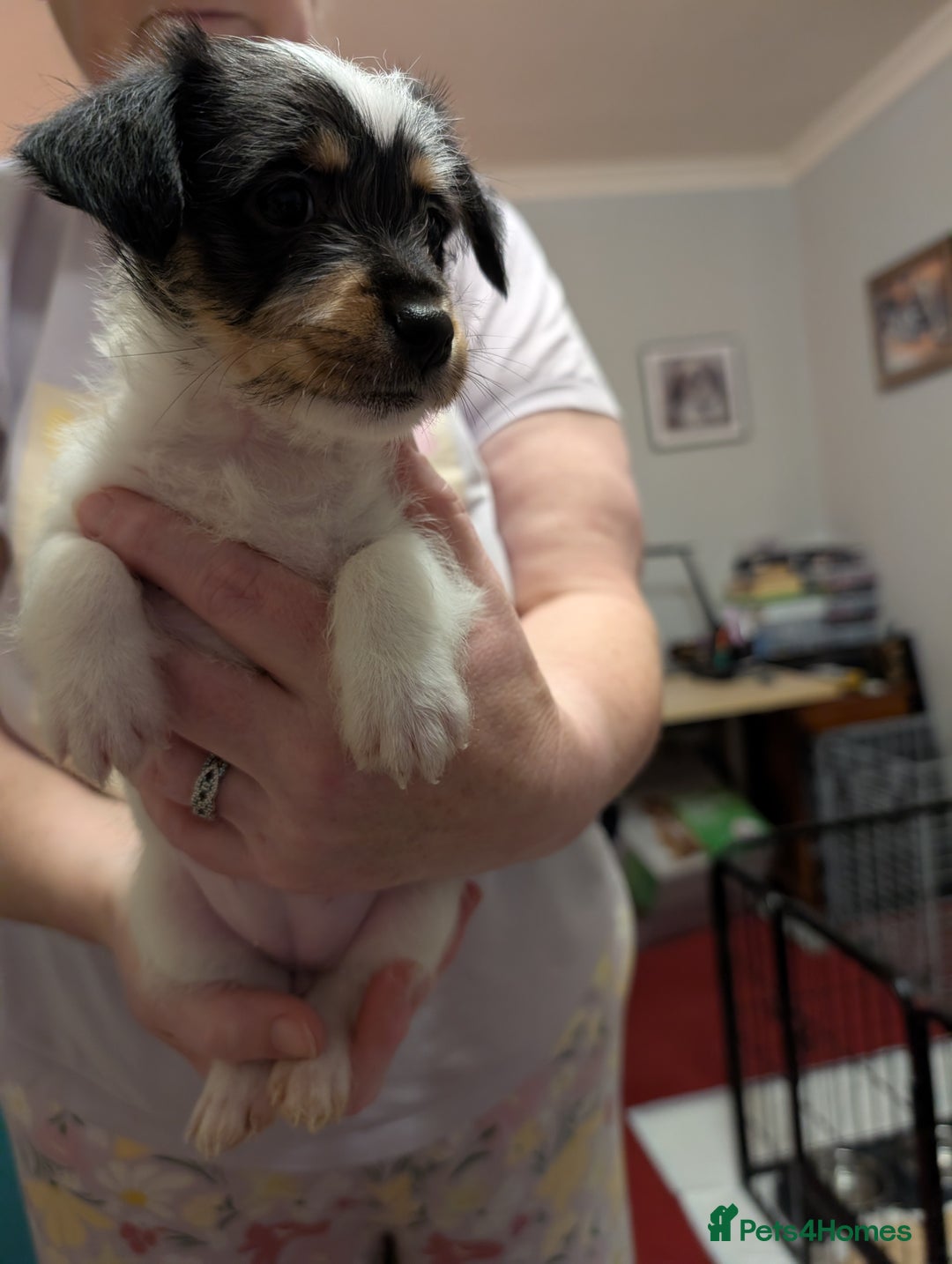 Mixed Breed dogs for sale: Shih Tzu Terrier cross  - Image 16