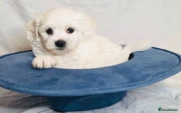 Maltese dogs for sale: ✨ Exquisite Maltese Puppies Available✨ - Advert 13