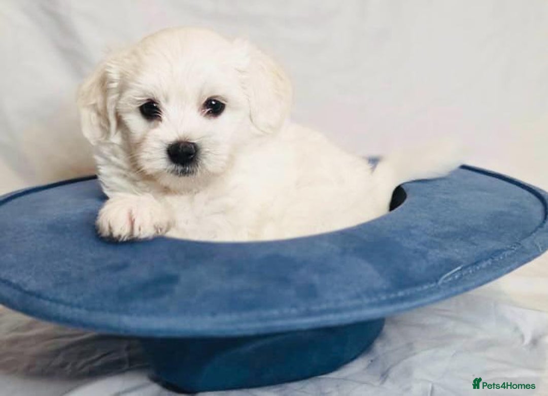 Maltese dogs for sale: ✨ Exquisite Maltese Puppies Available✨ - Advert 13