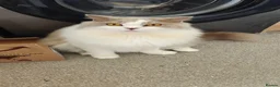 British Longhair cats for sale: Lilac & White Bicolour British Longhair  - Advert 6