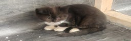 British Shorthair cats for sale: Pure British short hair kittens - Advert 5