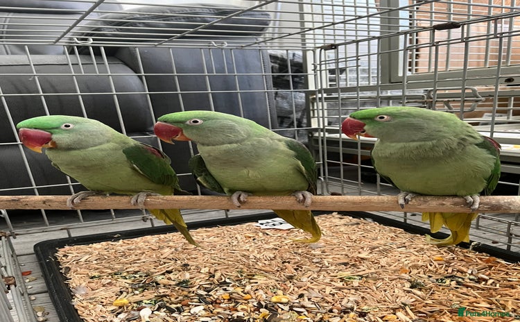Parrots birds SEMI TAME AND TALKING BABY ALEXANDRINE PARROTS - Advert 14