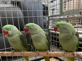 Parrots birds SEMI TAME AND TALKING BABY ALEXANDRINE PARROTS - Advert 14