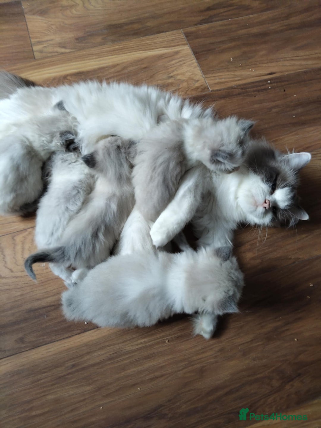 Ragdoll cats for stud: BEAUTIFUL BLUE POINT LARGE STUD RAGDOLL in Preston - Image 15