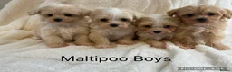 Maltipoo dogs for sale: Gorgeous Teddy Bear F1 Maltipoo READY NOW - Advert 8