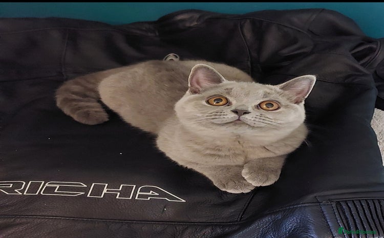 British Shorthair cats in Dudley - Advert 2