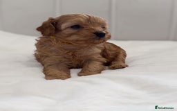 Cavapoo dogs for sale: Dream Cavapoo puppies, DNA Clear, Home Raised - Image 13