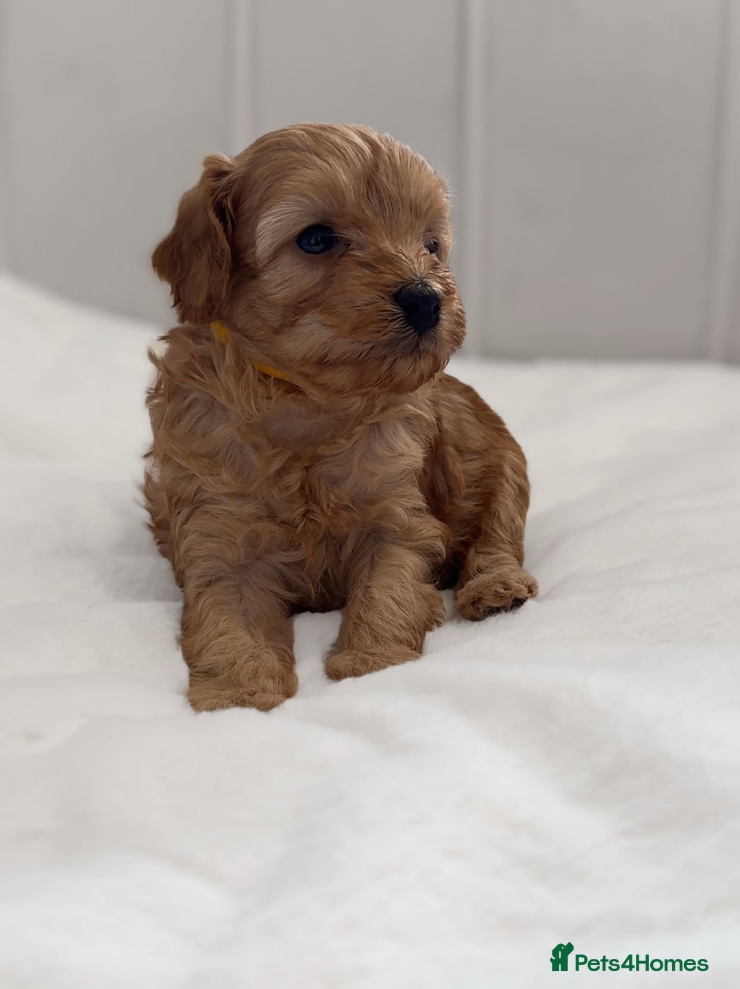 Cavapoo dogs for sale: Dream Cavapoo puppies, DNA Clear, Home Raised - Image 13