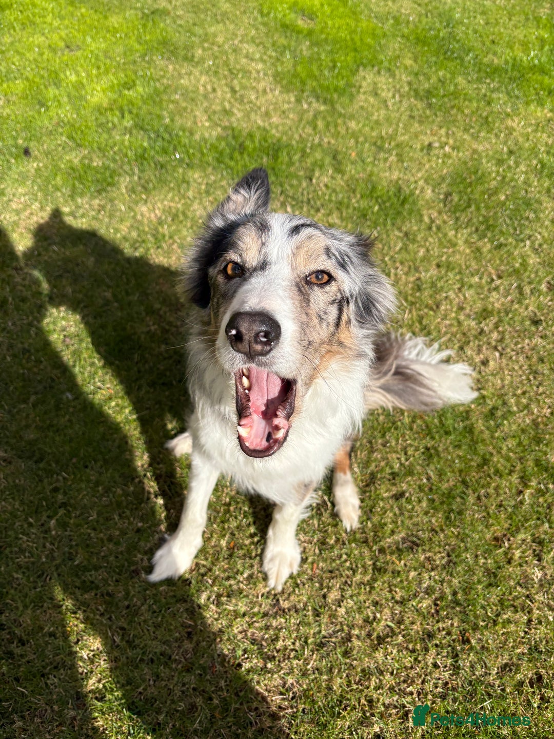 Border Collie dogs for sale: Male Blue Merle Border Collie.  - Image 7