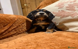 Cocker Spaniel dogs for sale: Cocker spaniels  - Image 2