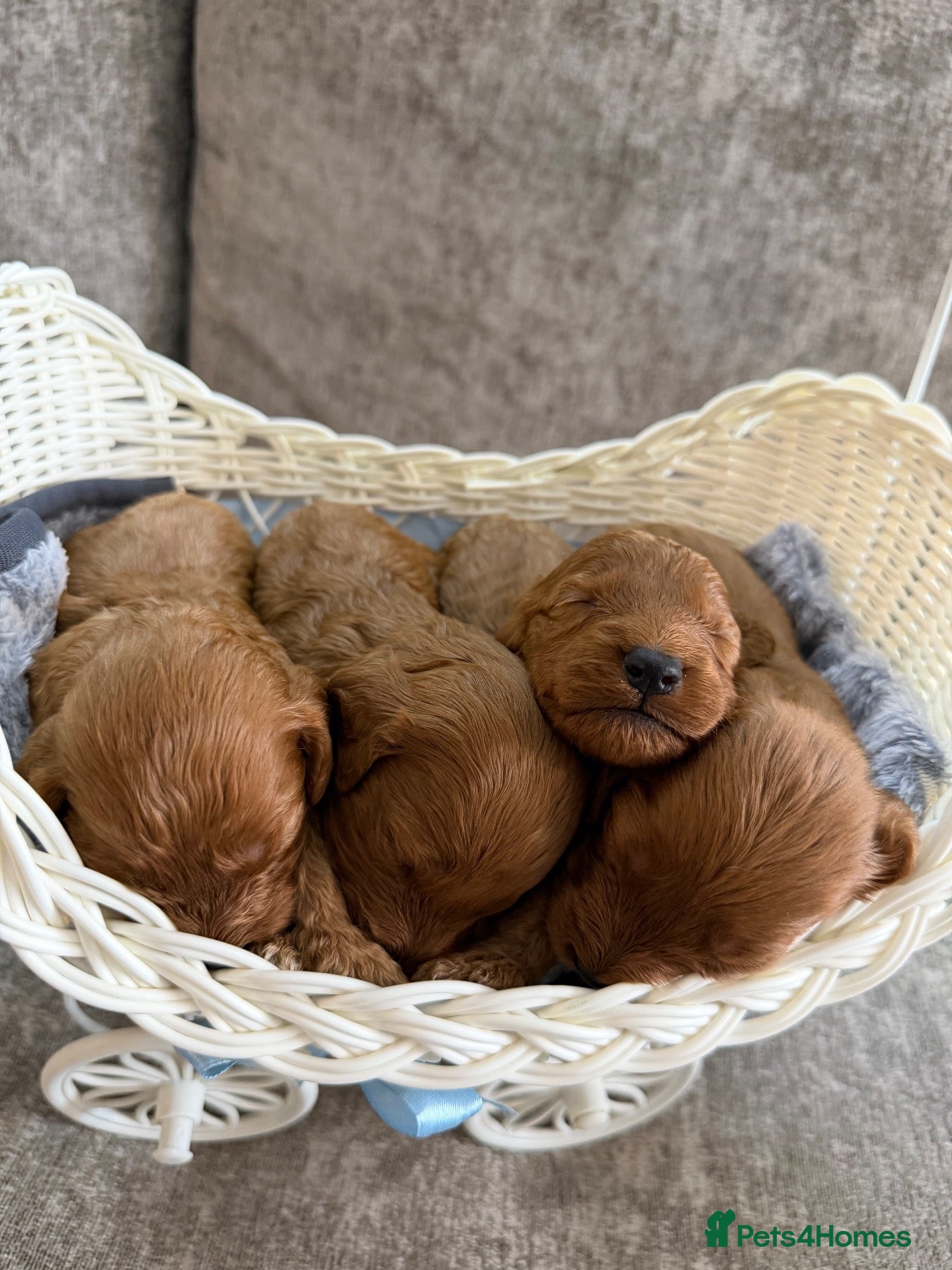 Cockapoo dogs beautiful f1 cockapoo’s - Advert 2
