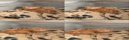 Mixed Breed cats for sale: 7 kittens looking for forever home! - Advert 10