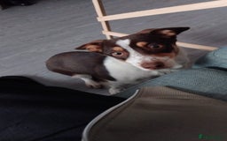 Mixed Breed dogs for sale: Loving Collie x dachshund looking for new home - Image 2