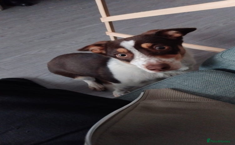 Mixed Breed dogs - Advert 3