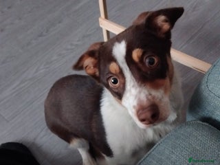 Mixed Breed dogs - Advert 28