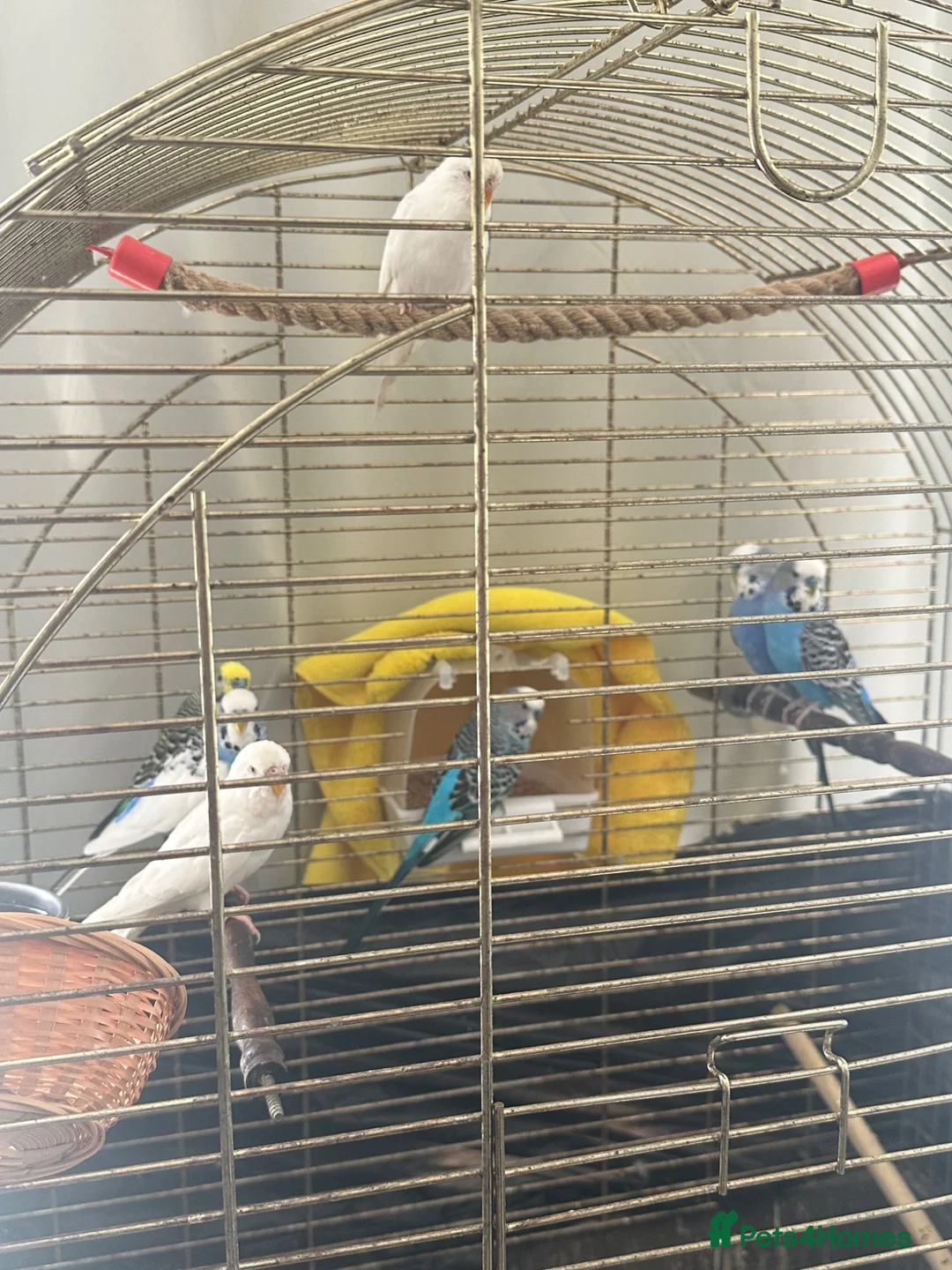 Budgerigars birds for sale: 1 25£ 2 40£ in Great Yarmouth - Advert 3