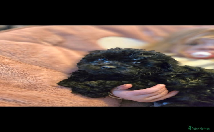 Cavapoo dogs - Advert 11
